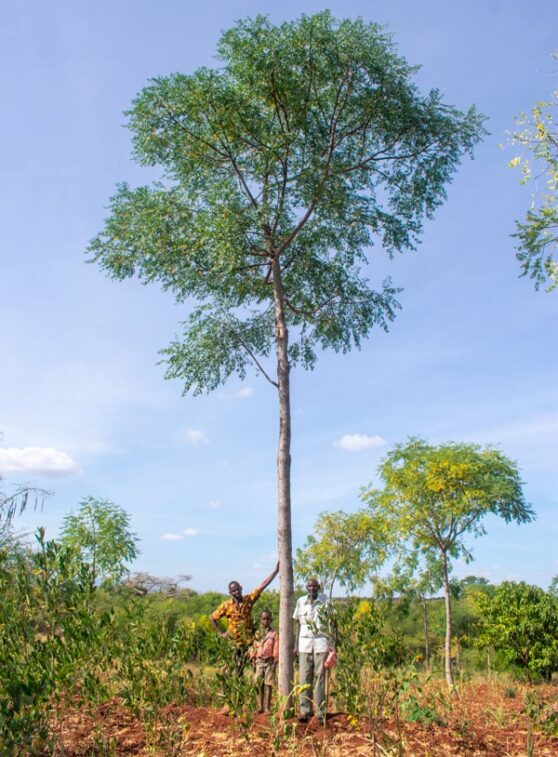 Agro-forestry-1,-Seven-Forks,-Kenya Agro-forestry-1,-Seven-Forks,-Kenya