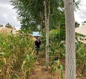 Four year-old-Melia-volkensii-trees