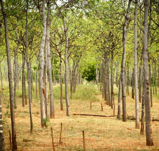 Melia-plantation-in-Kiambere Melia plantation in Kiambere