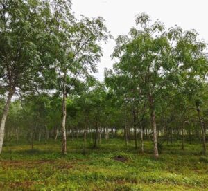 Melia trees in Nyongoro