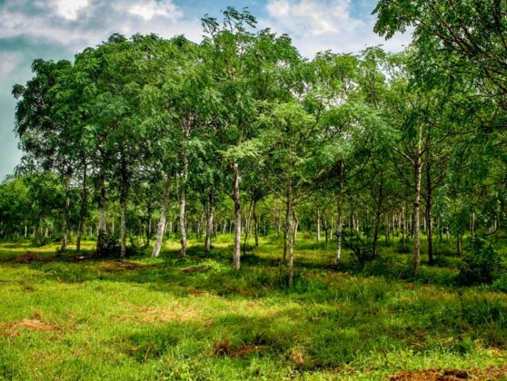 The-soil-becomes-usable-for-other-crops-as-well The-soil-becomes-usable-for-other-crops-as-well