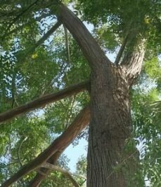 A mature M. azedarach tree, about 12 - 15 years old in Dokolo District. Note the straight stem.