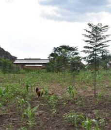 Four-month-old seedlings of M. azedarach, planted by a Better Globe Forestry partner-farmer in Dokolo District.