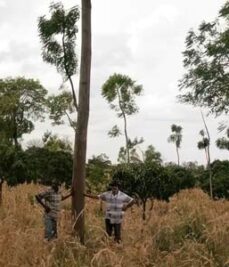 A tree that is at least 12 years old. Its commercial height is above 8m.