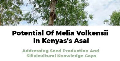 Potential Of Melia Volkensii In Kenyas's Asal