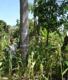 The potential of Melia. This tree has a diameter at breast height (DBH)of above 45cm and a commercial stem about 7m longe.