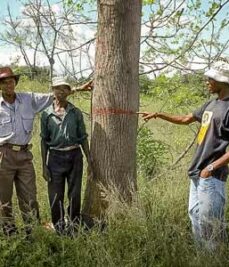 A mature Melia tree, selected by KEFRI for their melia conservation and breeding programme.