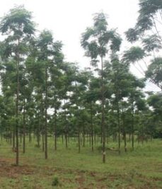 Two-and-a-half-year-old M. azedarach trees, in Abongowo, Dokolo District.