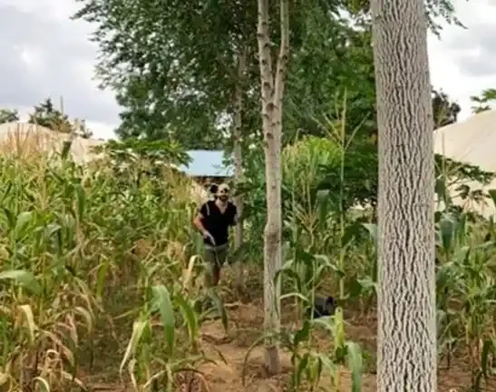 Four-year-old Melia volkensii trees in the Seven Forks area, Kenya.