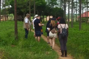 Visit to Dokolo forest farm with young Giant lira trees.