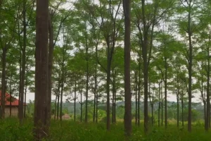 Forestry in Dokolo.