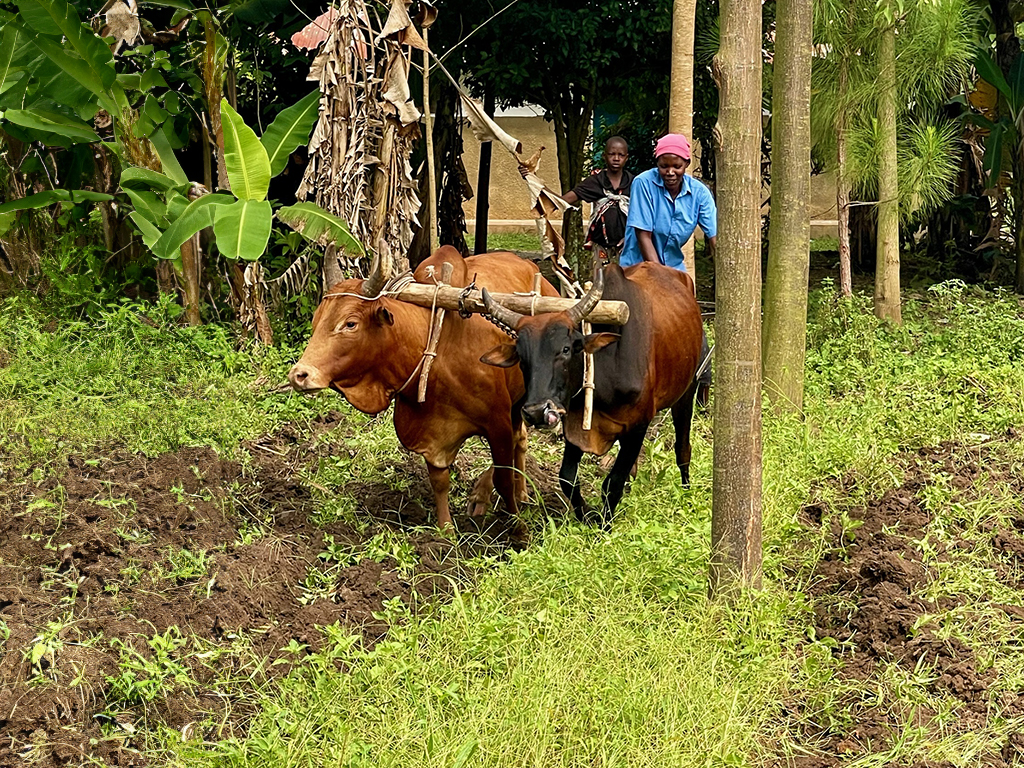 Through afforestation, the land also becomes arable for other crops.